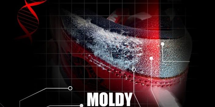 Moldy Jordans Lost and Found